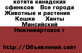 котята канадских сфинксов - Все города Животные и растения » Кошки   . Ханты-Мансийский,Нижневартовск г.